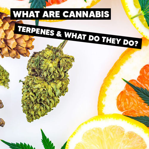 What Are Cannabis Terpenes And What Do They Do? | MIXR Resin Liquidizer